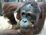 Zoo de Beauval (3)