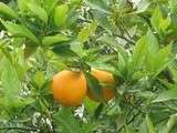 Comment manger des oranges bio et sauver un petit producteur de Silice