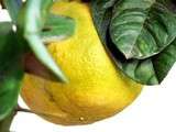 Huile aromatique au citron - Azeite de limão