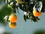 Orange à la bergamote