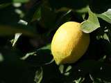 Pesto de citron (pesto di limone)