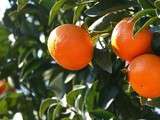 Quel jus d'orange le matin ? (1) Intérêt du Tangor Murcott en jus mono varietal