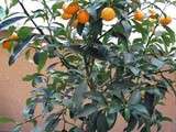 Confiture de kumquats du jardin