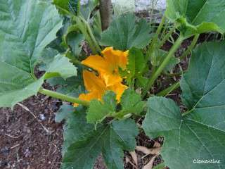 Fleurs de courgettes farcies