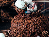 Gâteau nid de Pâques au chocolat : Une recette originale