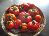 Nos premières tomates
