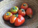 Nos premières tomates