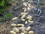 Culture des pommes de terre