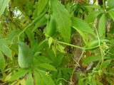 Cyclanthère ou Achocha (cyclanthera pedata), un véritable ‘must’ pour le jardin potager
