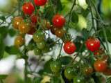 Résultats 2014 par variété de tomates