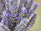 Notre été en Provence 2011 #3