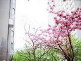 Pink Spring & Brunch Time