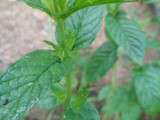Sirop de menthe