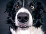 Croquettes pour chiens : 3 règles essentielles pour satisfaire l’appétit de votre compagnon