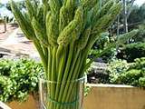 Asperges Ornithogales (Ornithogalum Pyrenaicum)