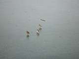 Canards sur gelée