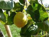 Colline de sion(54)-Fruits et Légumes du Jardin Verger