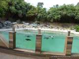 FLÈCHE(72)-Le Zoo de La Flèche ou Une Saison au Zoo-Les Manchots de Humboldt