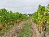 Vendanges en Côtes de Gascogne, de la vigne au vin en direct live