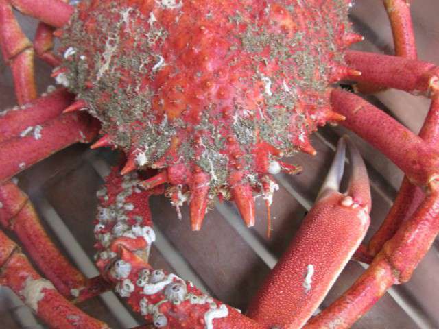Recettes d'Araignée de mer