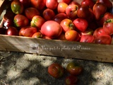 Tomate, le fruit star de l'été