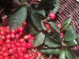Clafoutis aux cerises de Montmorency et Guignolet