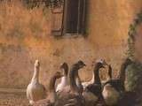 Cru-chaud de foie gras de canard
