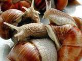 Gros escargots de Vendée en fricassée de poulet à l’ancienne