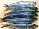 Sardines farcies de l’Estaque