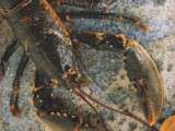 Surf and Turf, brunoise de chayotte et sauce homardine