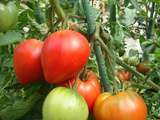 Plus de 50 recettes avec des tomates
