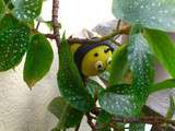 Petites abeilles au chocolat comme des cake pops