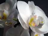 Pourquoi une feuille jaunie sur votre orchidée