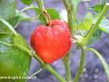 Confit ou confiture de poivrons ou de piments rouges a la vanille