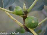 Fruits au sirop – conservation – sterilisation en bocaux de figues