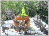 Tarte frangipane aux abricots de mr eric sapet & ma creme glacee onctueuse abricot-menthe