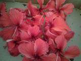 Confiture de fleurs d’hibiscus