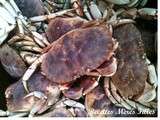Semaine Crabe
