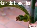 Main de Bouddha et autres agrumes exotiques