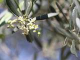 Féta, tapenade et olives dans un cercle