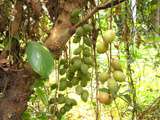 Fruits : « Raisin birman »