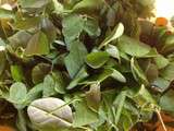 Ingrédients : Feuille de moringa, légume khmer