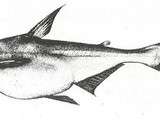 Ingrédients : Machoiron ou pangas, un poisson-chat du Mékong