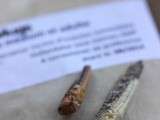 Chronique bxfm - Des insectes dans nos assiettes