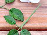 Tutoriel : Comment faire des feuilles de roses en pâte à sucre