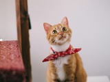 Silikoninis kraikas katėms: Patogumas ir ilgaamžiškumas