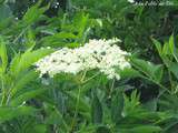 Sirop de Fleurs de Sureau