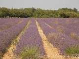 Balade du dimanche -Lavandes et papillons du Luberon - images de Provence