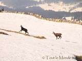 Balade du dimanche : quand les chamois se montrent au sommet de la Dôle (Jura )