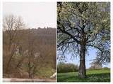 Petite comparaison de l'état de la végétation entre le 7 avril 2011 et le 7 avril 2013 .... quelle différence